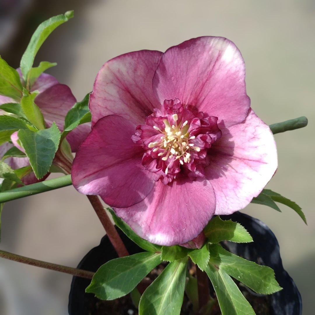 曽田園芸✨2株✨セミダブル✨オフホワイトとアンティークピンク✨クリスマスローズ✨