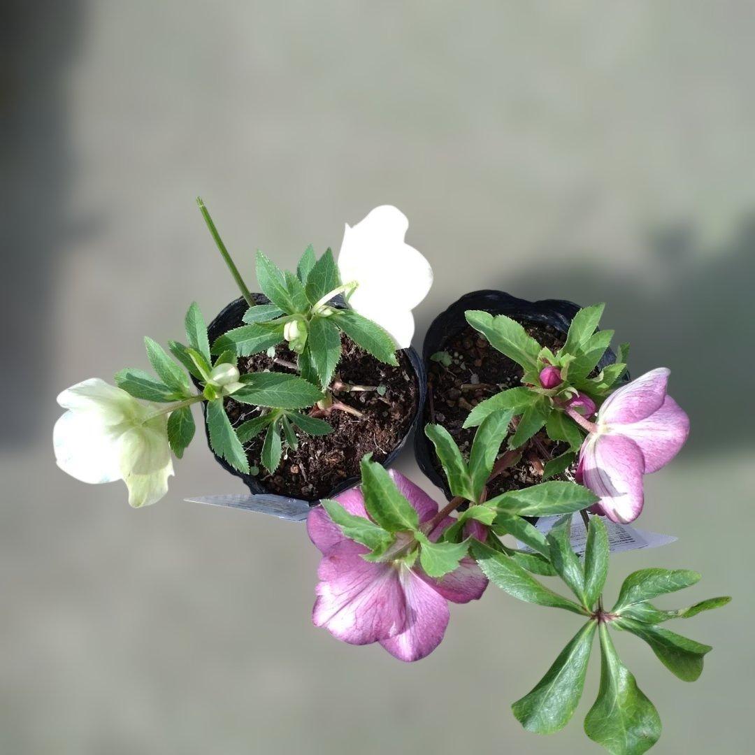 曽田園芸✨2株✨セミダブル✨オフホワイトとアンティークピンク✨クリスマスローズ✨