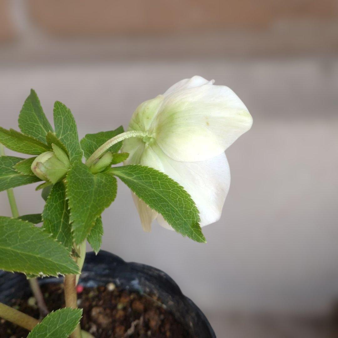 曽田園芸✨2株✨セミダブル✨オフホワイトとアンティークピンク✨クリスマスローズ✨