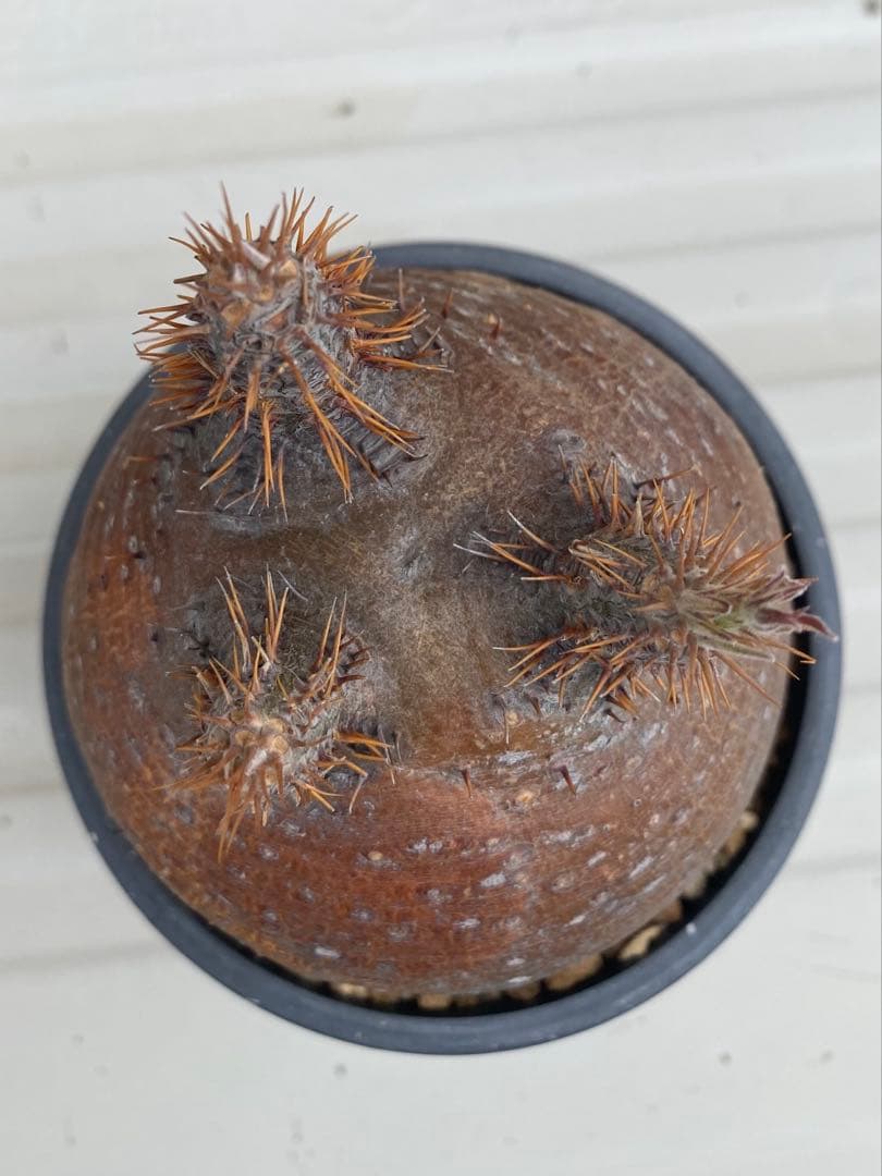 グラキリス　現地球　超まん丸　超低重心　ヤバ株　コレクション　選抜　厳選　赤肌