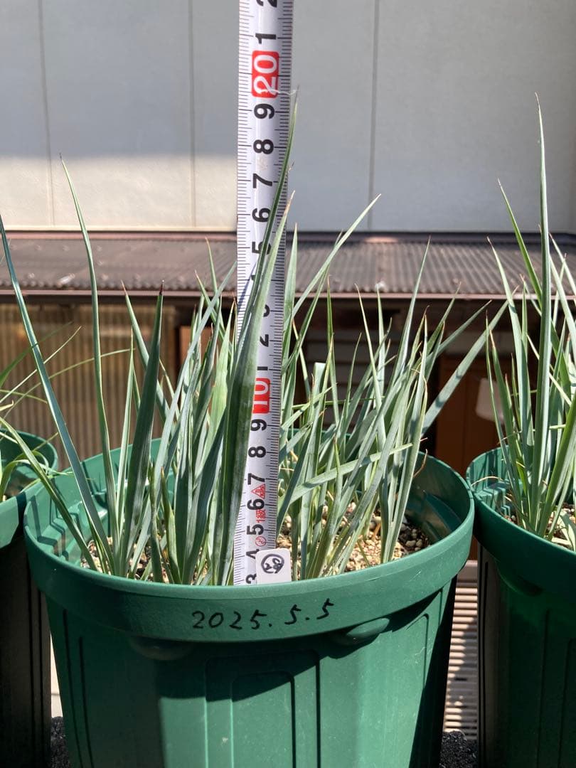 ユッカロストラータ121株