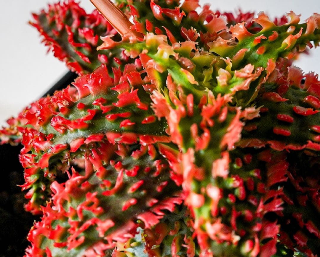 アロエハイブリッド