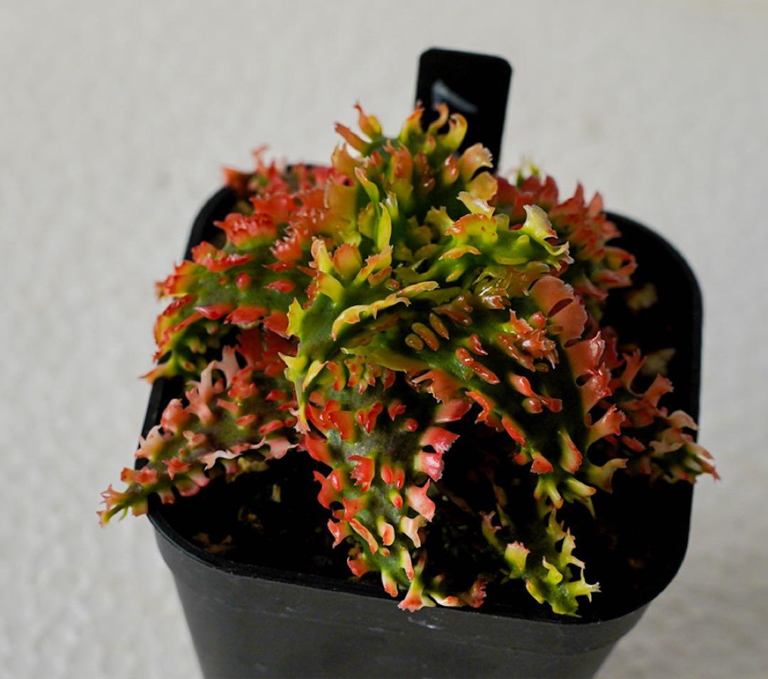 アロエハイブリッド