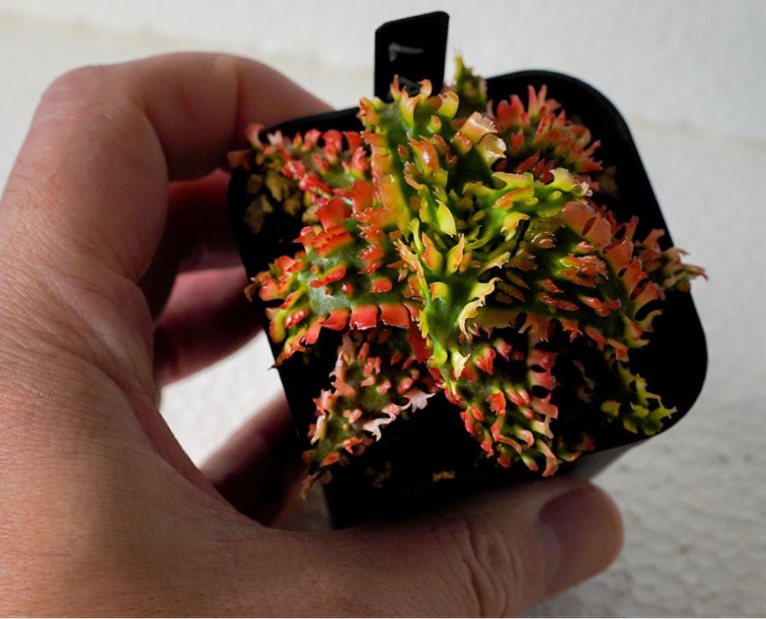 アロエハイブリッド