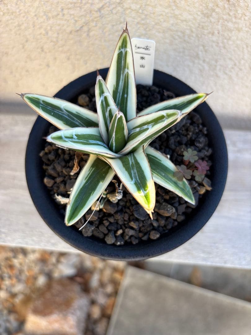 アガベ　氷山　鉢ごと　子株付き