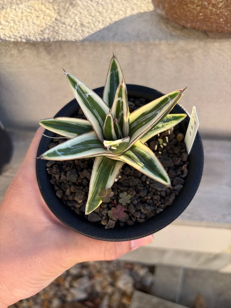 アガベ　氷山　鉢ごと　子株付き