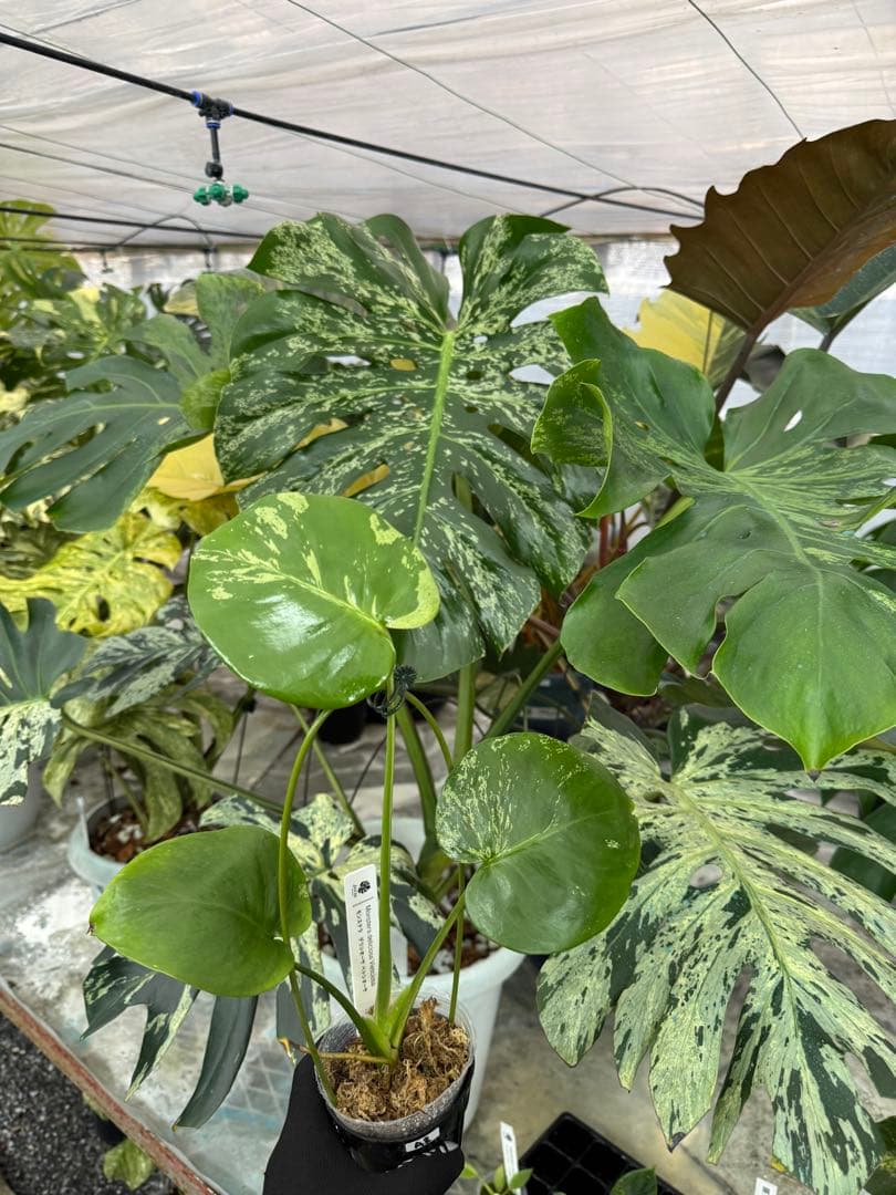 A3 モンステラ　デリシオーサ　ベトシオーサ　セレクトエディション斑入り