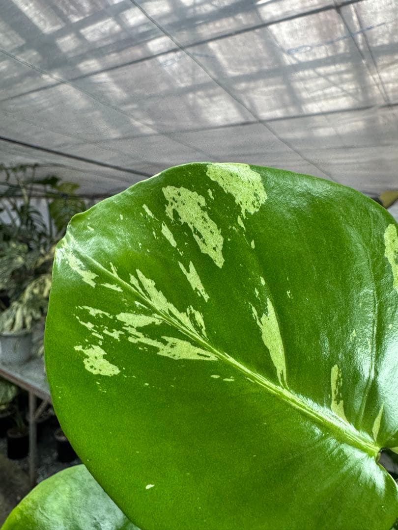 A3 モンステラ　デリシオーサ　ベトシオーサ　セレクトエディション斑入り