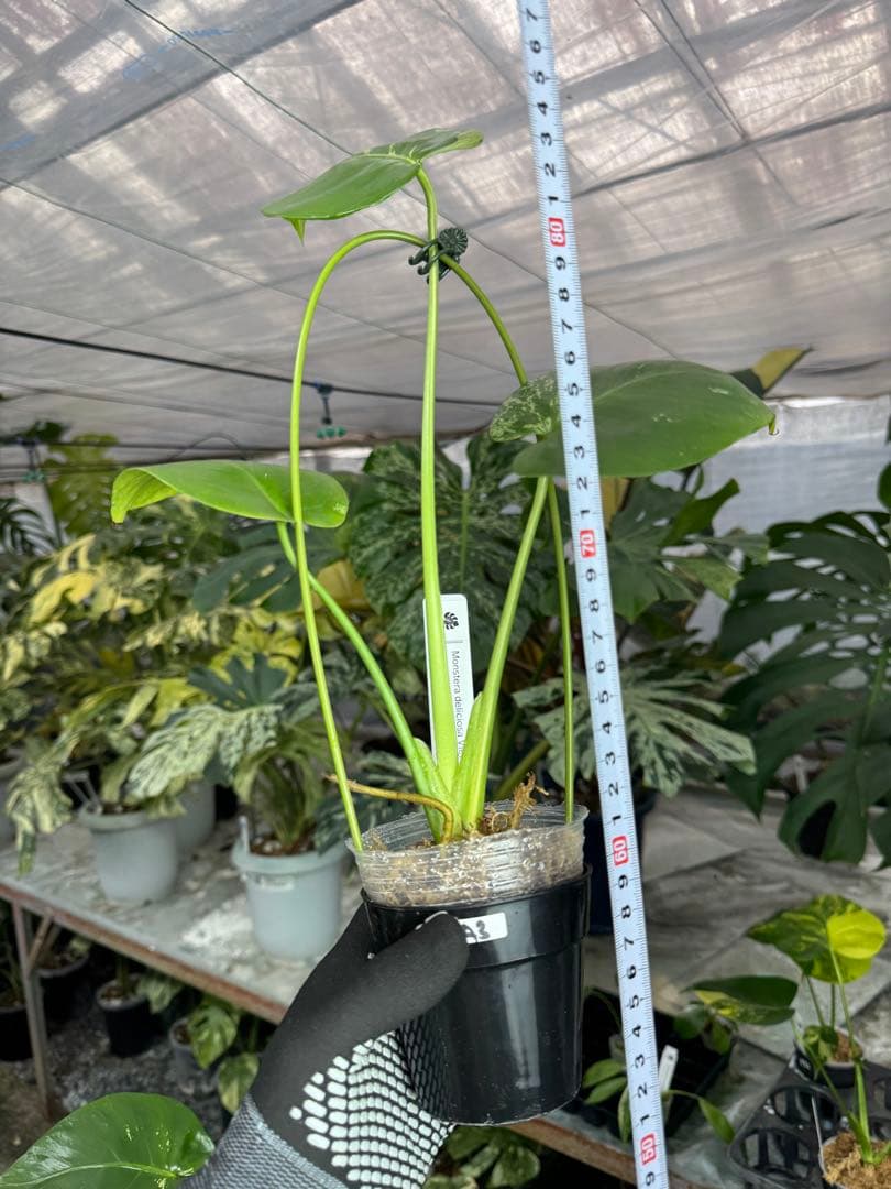 A3 モンステラ　デリシオーサ　ベトシオーサ　セレクトエディション斑入り