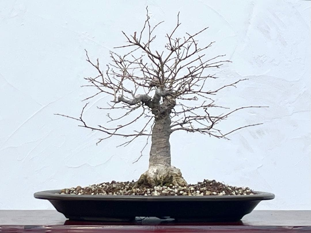 三河盆栽　ケヤキ　欅　箒立ち　ホウキ仕立て　素材　根張り良い　葉物　盆栽　古木