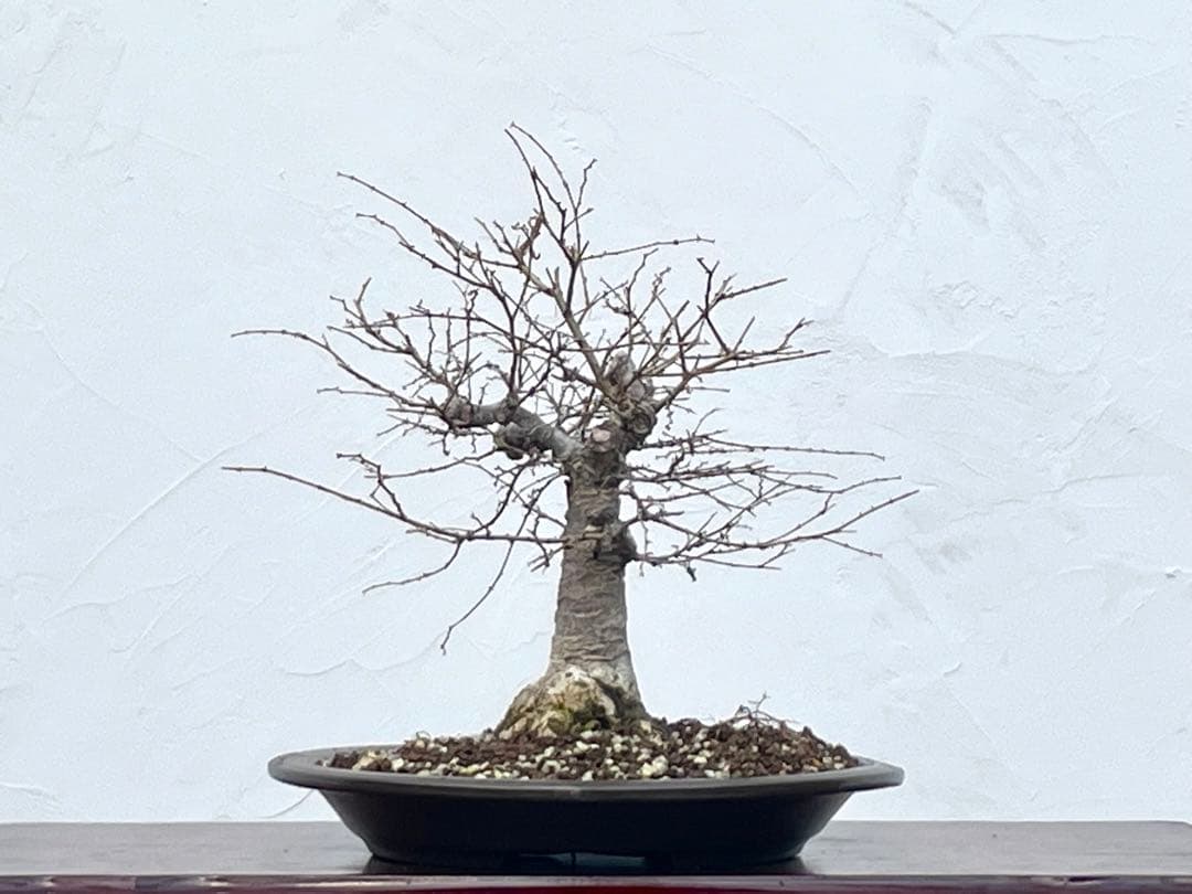 三河盆栽　ケヤキ　欅　箒立ち　ホウキ仕立て　素材　根張り良い　葉物　盆栽　古木