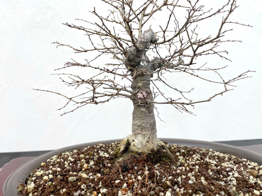 三河盆栽　ケヤキ　欅　箒立ち　ホウキ仕立て　素材　根張り良い　葉物　盆栽　古木