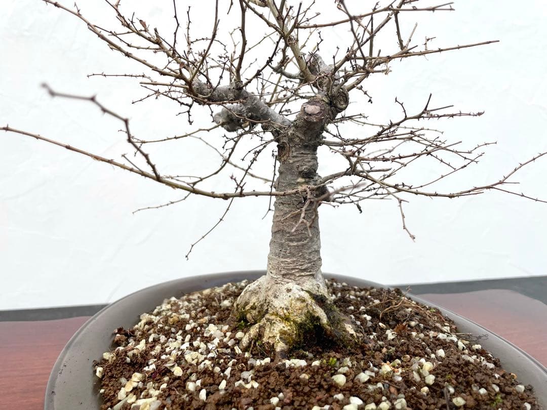 三河盆栽　ケヤキ　欅　箒立ち　ホウキ仕立て　素材　根張り良い　葉物　盆栽　古木