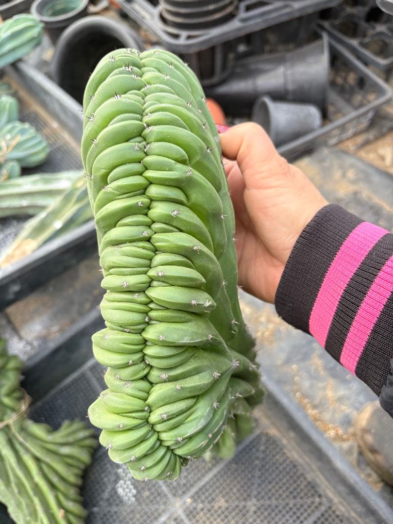 仙人閣　綴化　サボテン