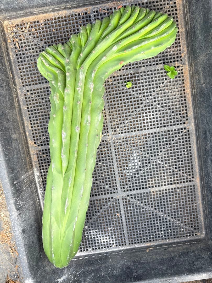 仙人閣　綴化　サボテン