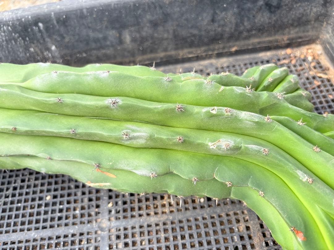 仙人閣　綴化　サボテン