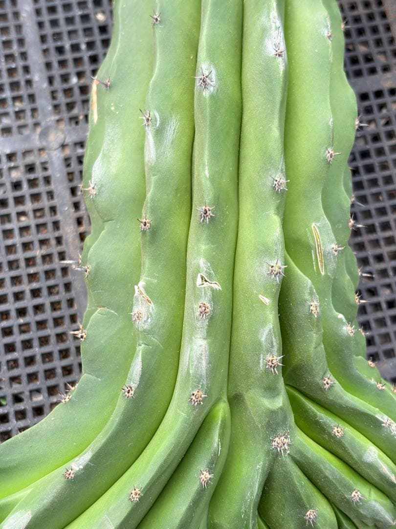 仙人閣　綴化　サボテン