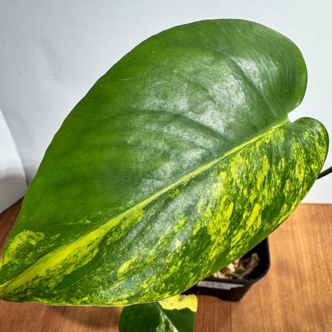 モンステラ　デリシオーサ　イエローマリリン　M2