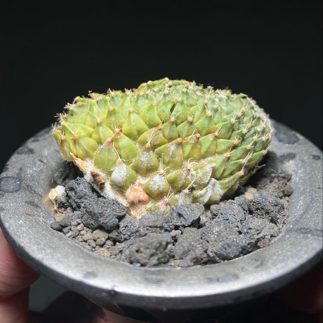 ペレキフォラ　銀牡丹　綴化　カキコ　実根　開花株　検）グラキリス　黒王丸