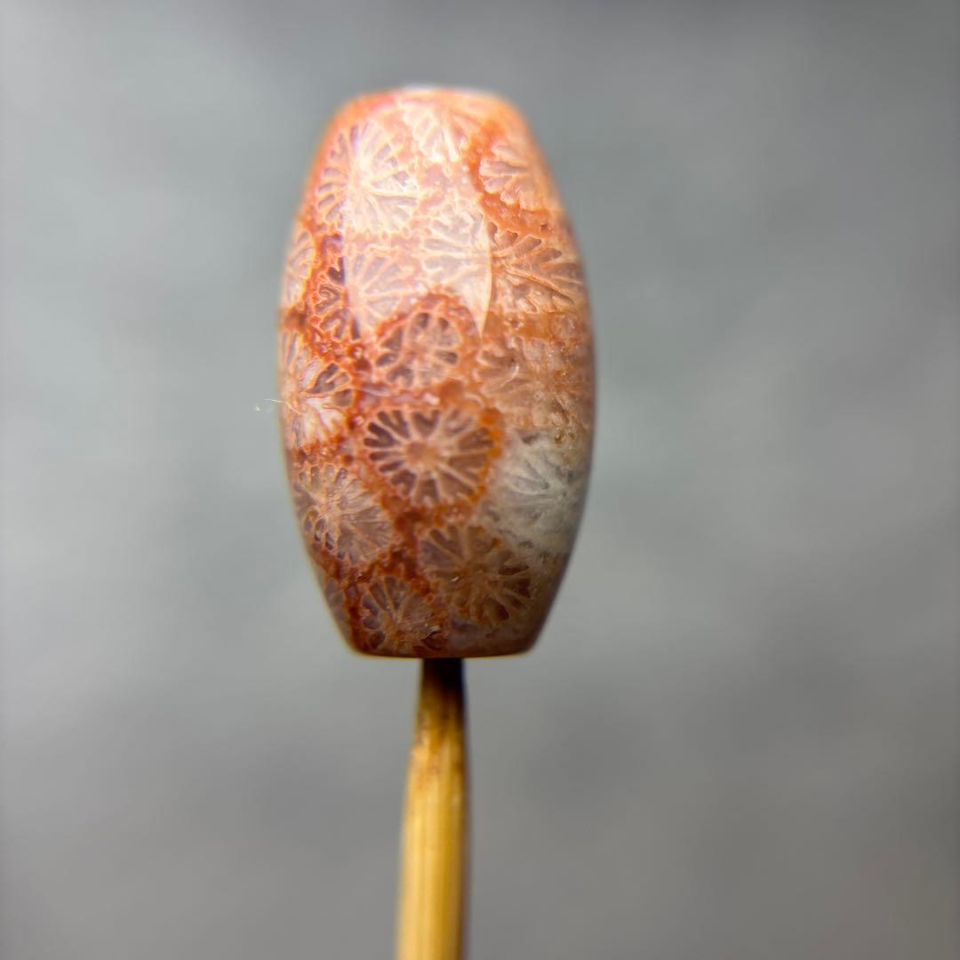 もんちゃんフォッシルコーラル　天珠　1-283