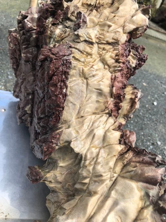 鎧石 赤石 鑑賞石