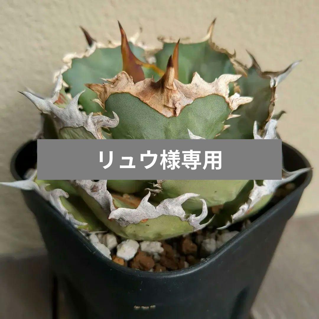 アガベ チタノタ　シエラミクステイカ