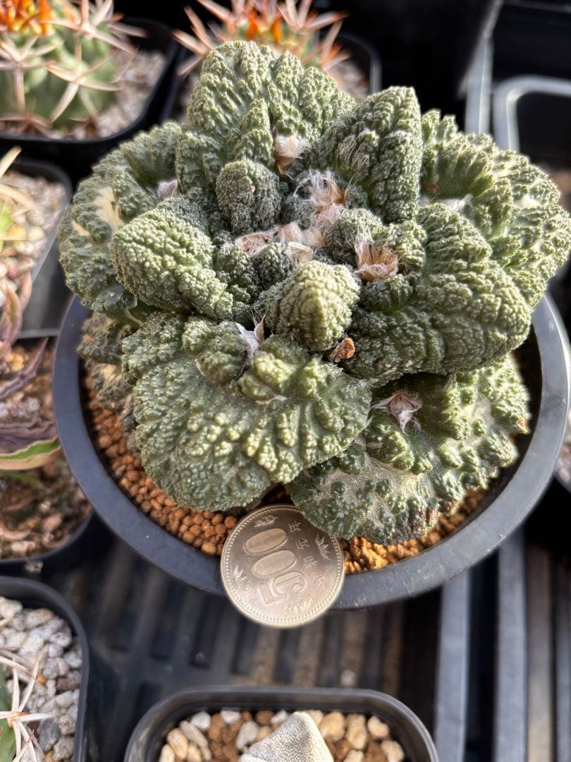 アリオカルプス　ゴジラ　台付