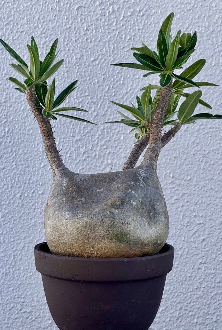 パキポディウム グラキリス　発根済み