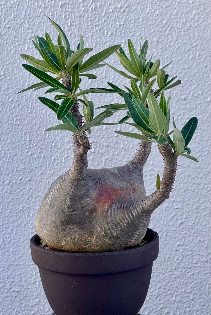 パキポディウム グラキリス　発根済み