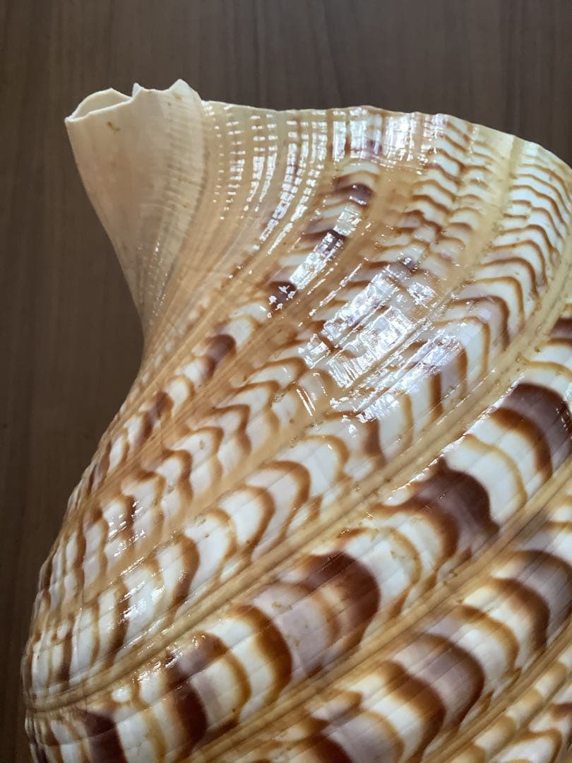 ヤフメリ27・法螺貝・山伏・修験者・戦国武将・縁起物・熊避・グレートトラバース