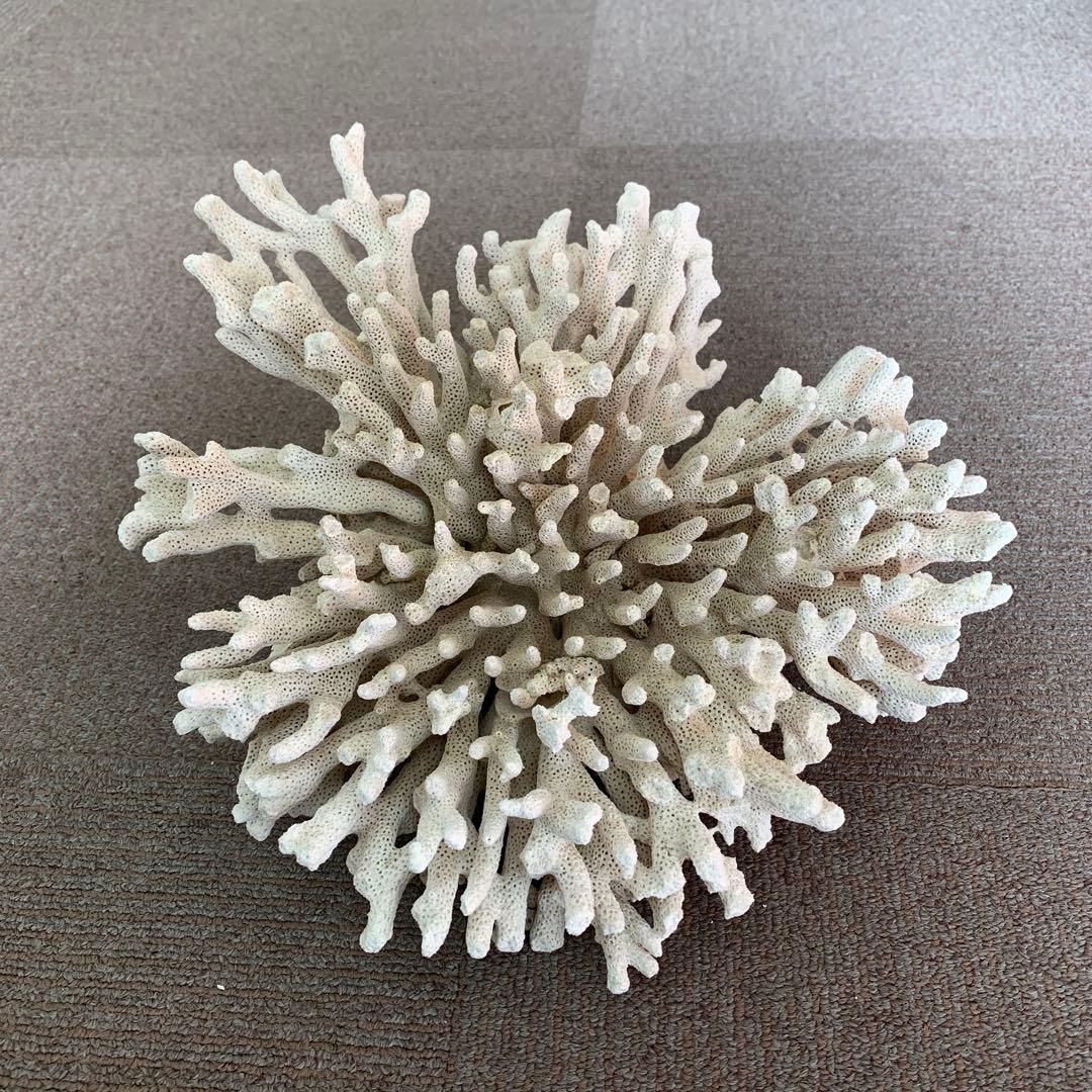 コーラル レイアウト用品 約30cm ホワイト
