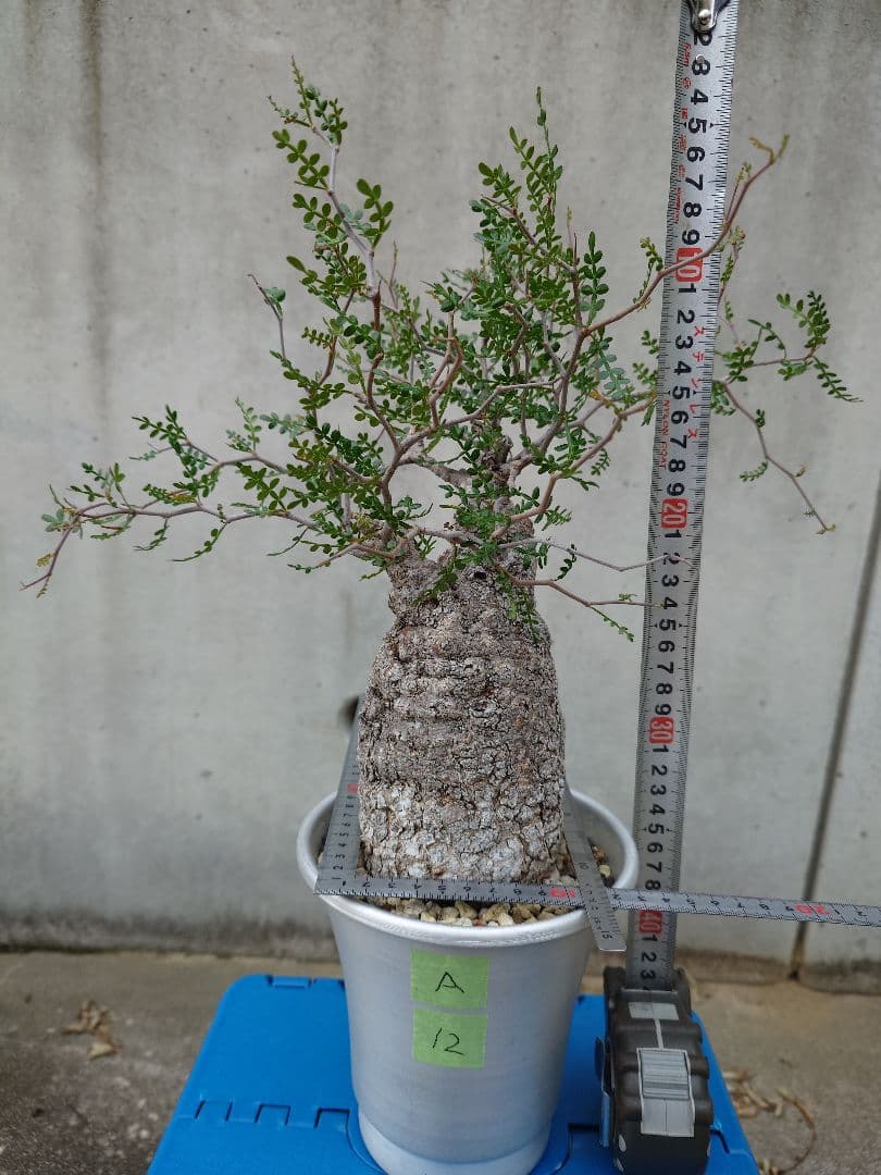 オペルクリカリア パキプス