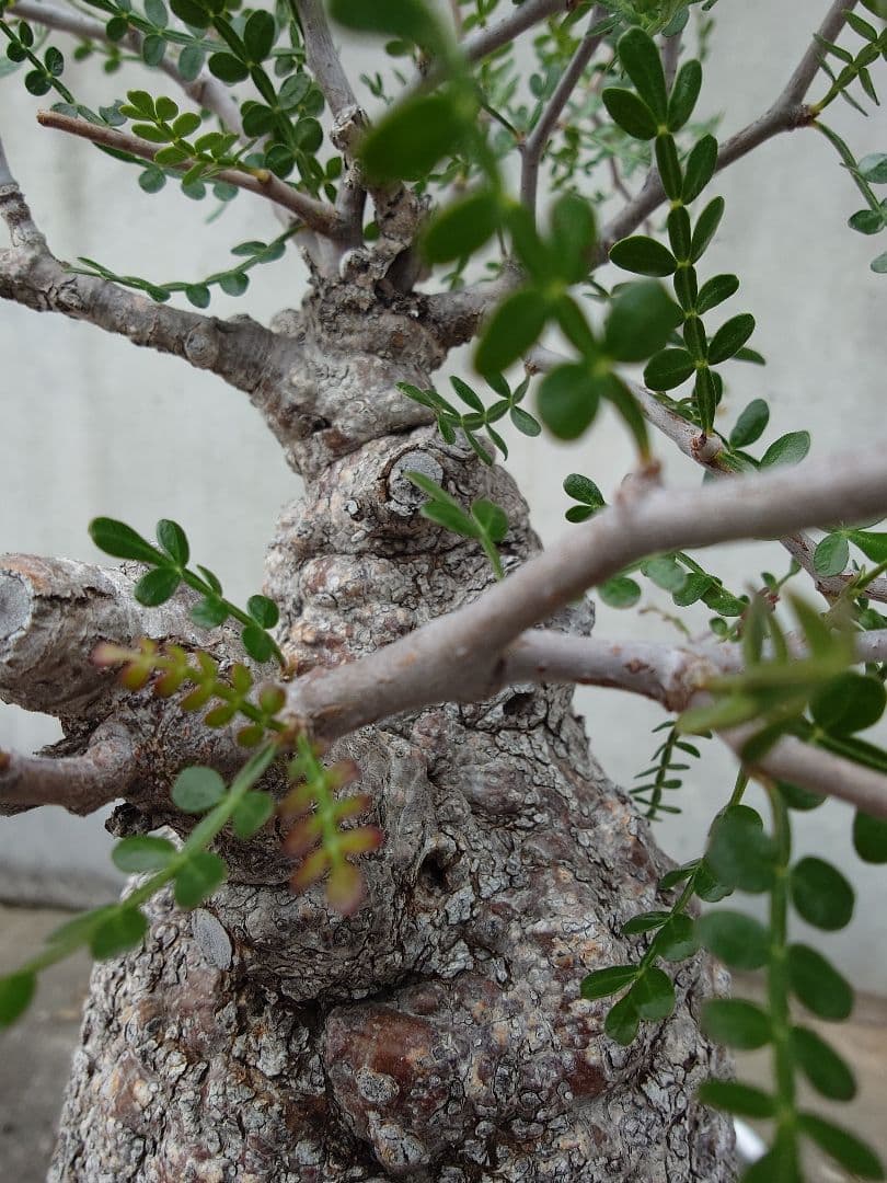 オペルクリカリア パキプス