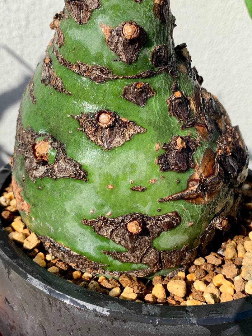 フォークイエリア プルプシー GC①