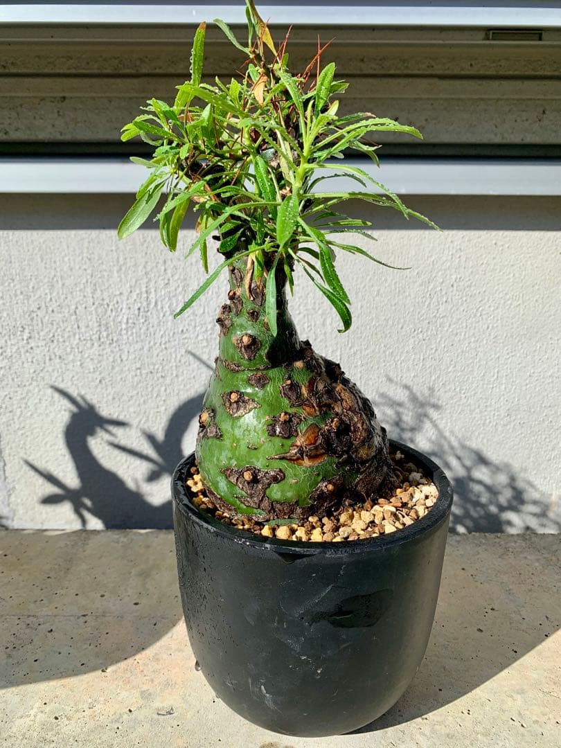 フォークイエリア プルプシー GC①