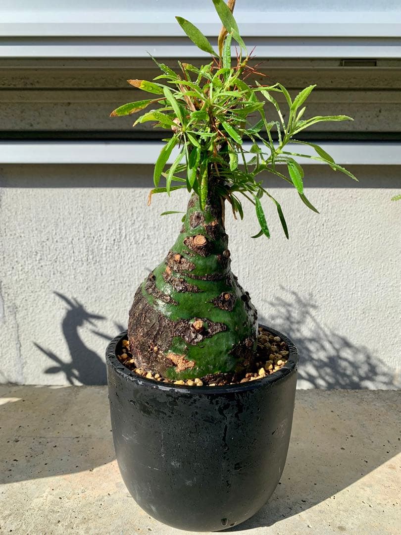 フォークイエリア プルプシー GC①