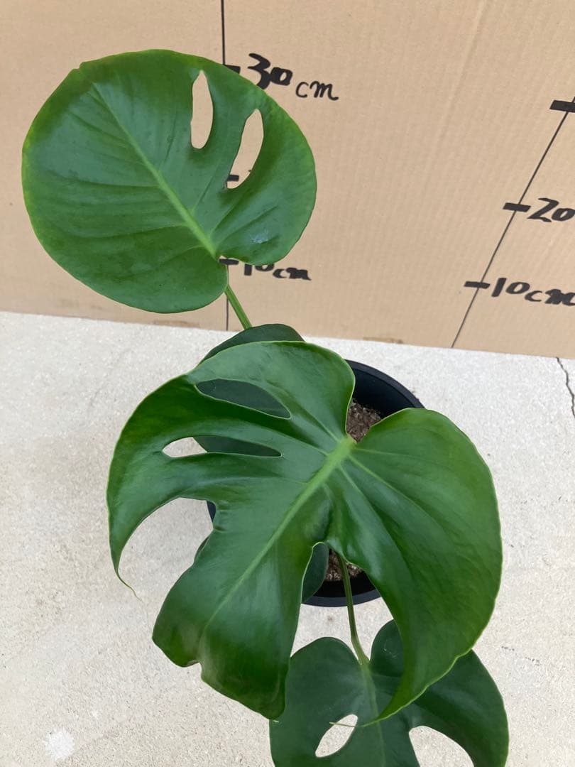 モンステラ　デリシオーサ実生株　斑入り　変異株丸葉　2鉢セット