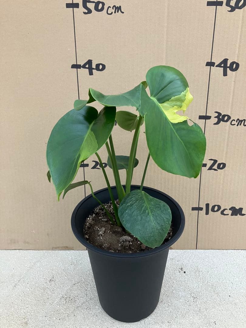 モンステラ　デリシオーサ実生株　斑入り　変異株丸葉　2鉢セット