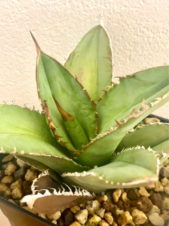 チタノタ　ルナ　LUNA