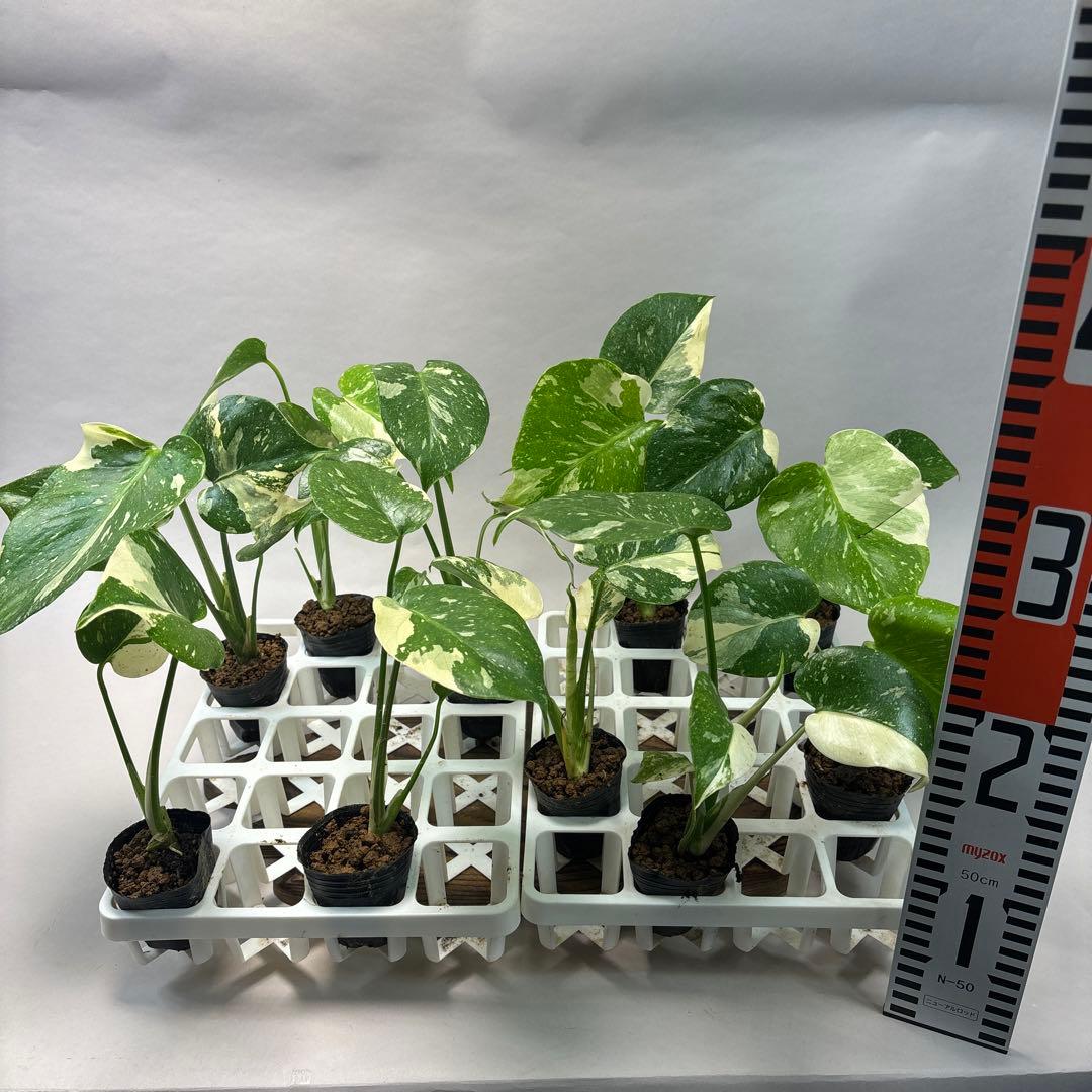 キ*タ様 10株セットms69【特別選抜】モンステラ・タイコンステレーション 斑