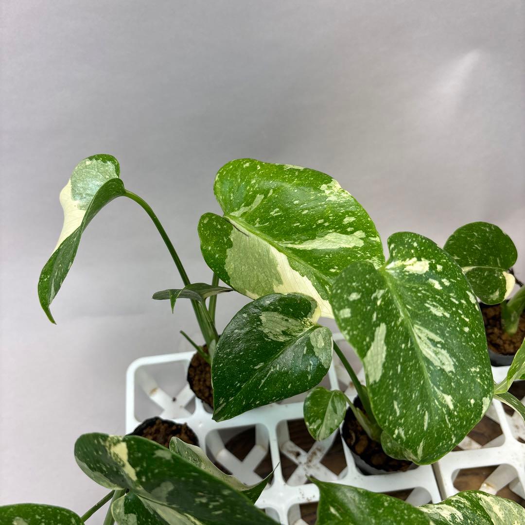 キ*タ様 10株セットms69【特別選抜】モンステラ・タイコンステレーション 斑