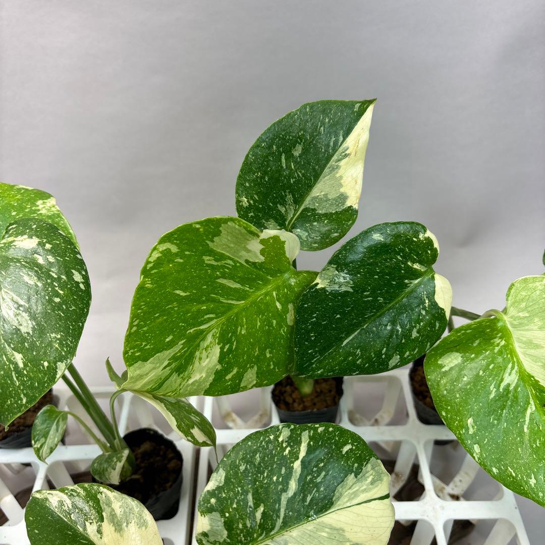 キ*タ様 10株セットms69【特別選抜】モンステラ・タイコンステレーション 斑
