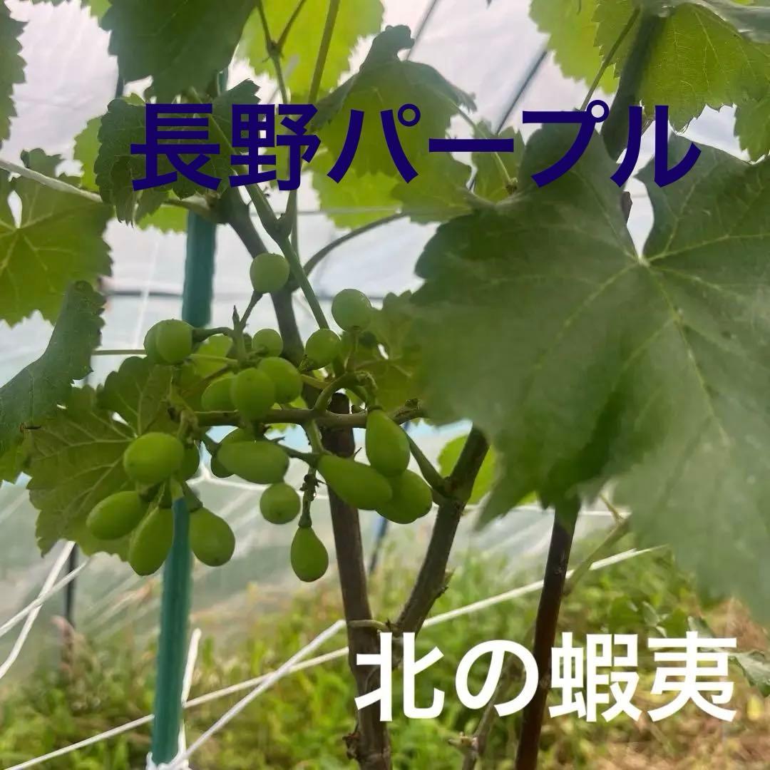 長野パープル苗木 直立4本出し　BKシードレス苗木セット