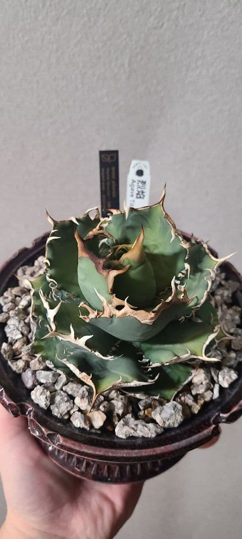 [最終値下げ]アガベ チタノタ 烈焔 レツエン