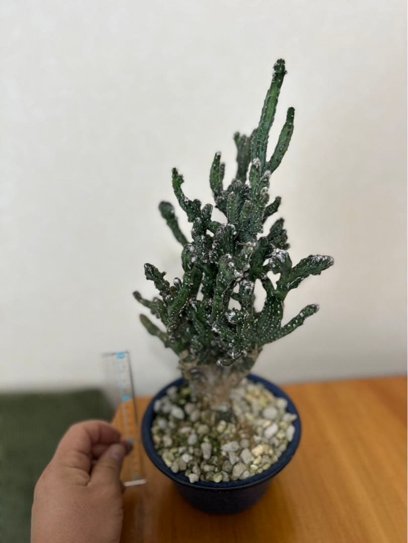 サボテン「残雪の峰」