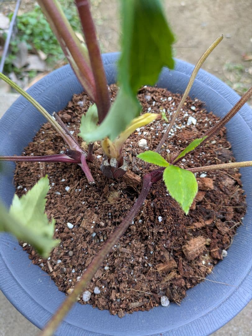 クリスマスローズ　ダブル　グリーンブロッチ　平咲き〈広瀬園芸〉