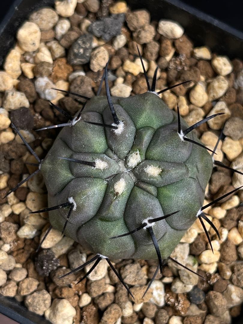 EMP コピアポア 黒王丸 実生 / CT755