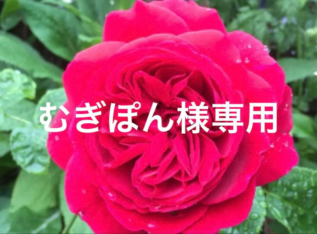 イングリッシュローズ接木大苗　イエローアンブリッジセット