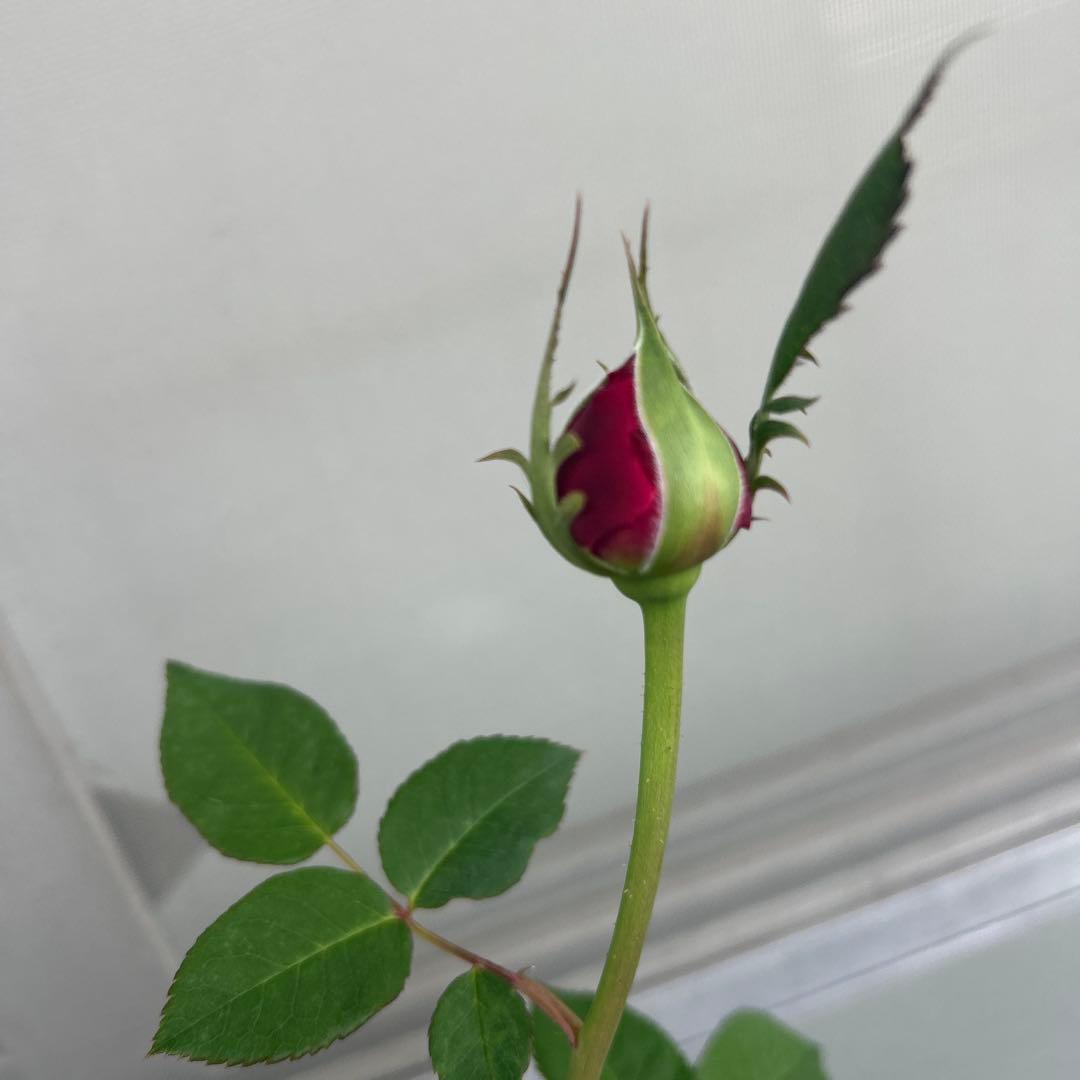 イングリッシュローズ接木大苗　イエローアンブリッジセット