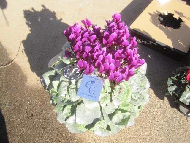 ひ*ろ様 『月下』　紫色のシクラメン 6号鉢　希少品種　シルバーリーフ　ヤマト宅